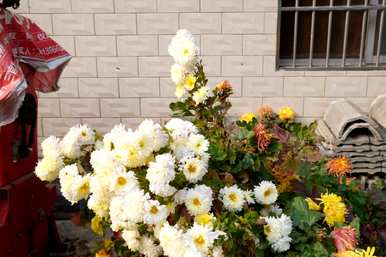 菊花什么时候开，菊花提前开？
