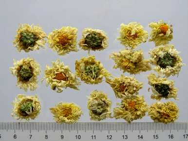菊花什么时候开，菊花提前开？