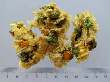 菊花什么时候开，菊花提前开？