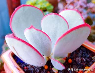 澶氲倝钻敠绉岖被澶у肉的种类有哪些？