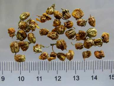 菊花什么时候开，菊花提前开？