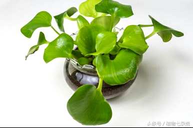 如何快速繁殖水葫芦，如何繁殖水葫芦