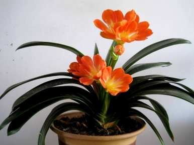 室内好养的花有哪些？室内花有哪些？