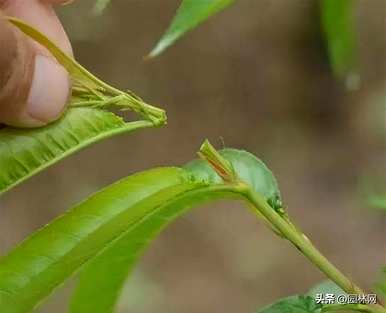 桃树什么时候修剪，桃树什么时候修剪