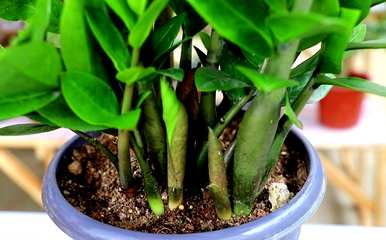 如何种植金钱树，如何种植金钱树高盆栽