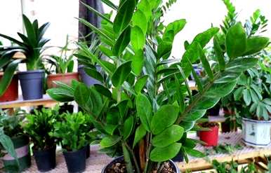 如何种植金钱树，如何种植金钱树高盆栽