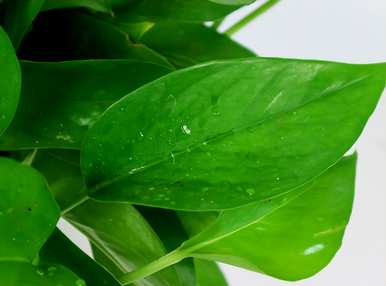 什么绿色植物适合办公室，什么绿色植物适合办公室