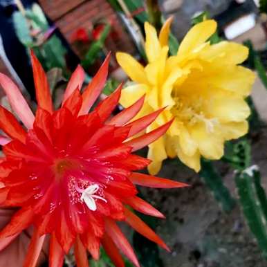 冬天如何饲养令箭荷花，冬天如何饲养令箭荷花？