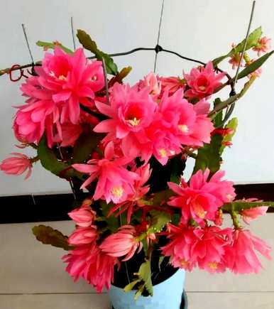 冬天如何饲养令箭荷花，冬天如何饲养令箭荷花？