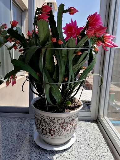 冬天如何饲养令箭荷花，冬天如何饲养令箭荷花？