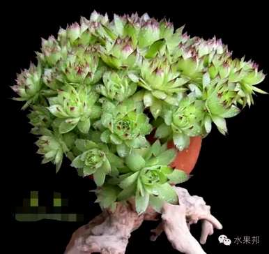 多肉观音莲的繁殖方法，如何繁殖观音莲多肉