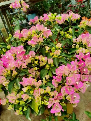 春天开什么花？春天开什么花？