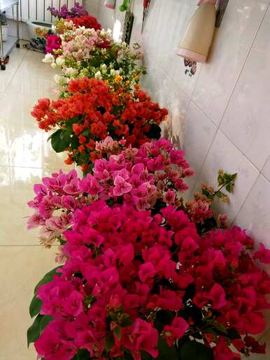 春天开什么花？春天开什么花？