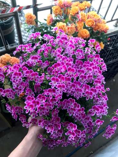 春天开什么花？春天开什么花？