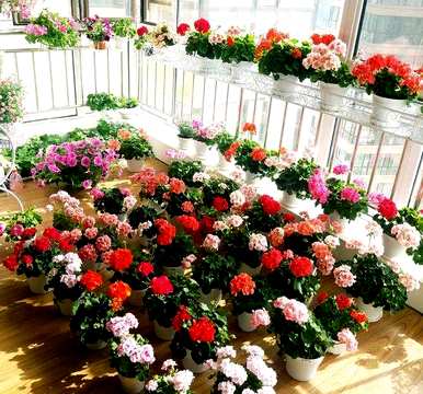 春天开什么花？春天开什么花？