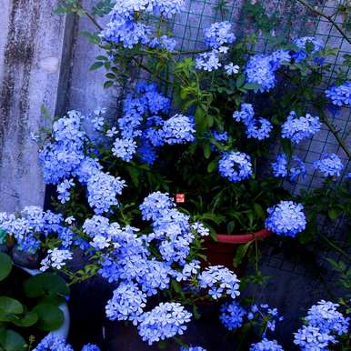 春天开什么花？春天开什么花？