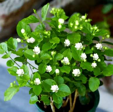 春天开什么花？春天开什么花？