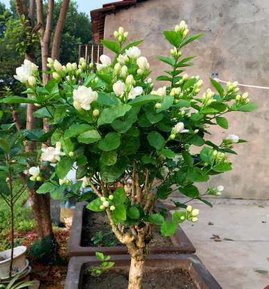 春天开什么花？春天开什么花？
