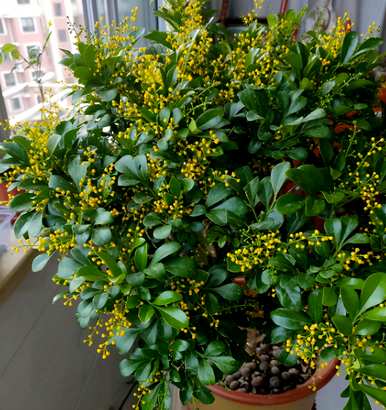 春天开什么花？春天开什么花？
