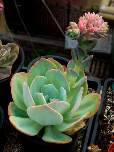 景天科多肉植物有哪些？景天科多肉植物有哪些品种？