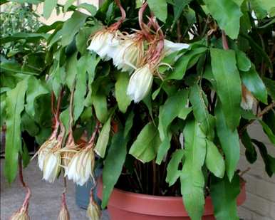 如何培育昙花盆栽，如何培育昙花盆栽