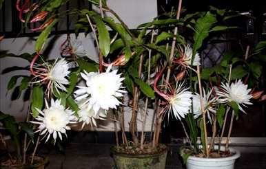 如何培育昙花盆栽，如何培育昙花盆栽