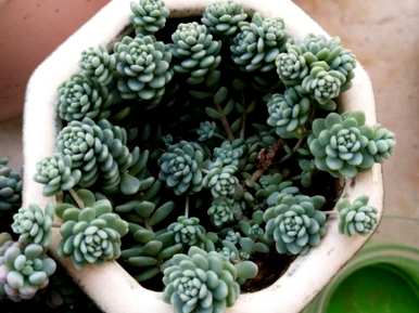 景天科多肉植物有哪些？景天科多肉植物有哪些品种？