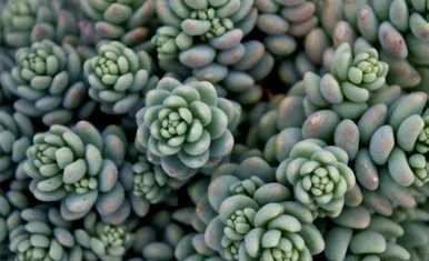景天科多肉植物有哪些？景天科多肉植物有哪些品种？