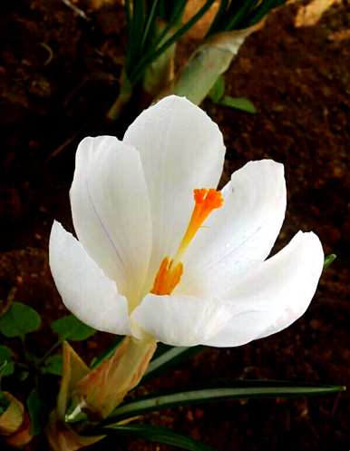 什么是白番红花的花语，黄番红花的花语和简介