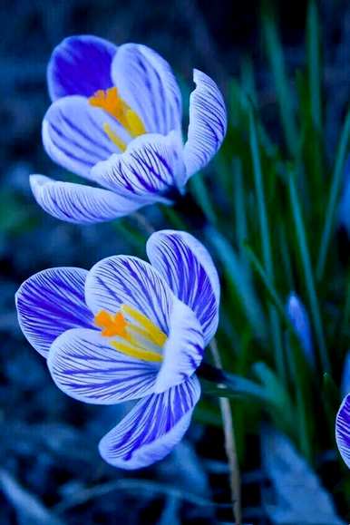什么是白番红花的花语，黄番红花的花语和简介