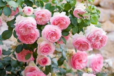 月季花怎么好看，月季花怎么好看？