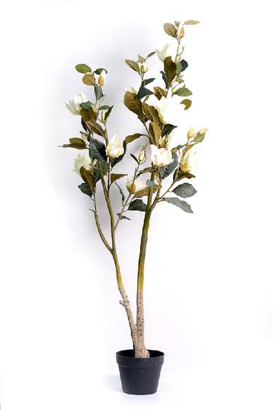 白玉兰花的寓意是什么，客厅挂玉兰花的寓意是什么？