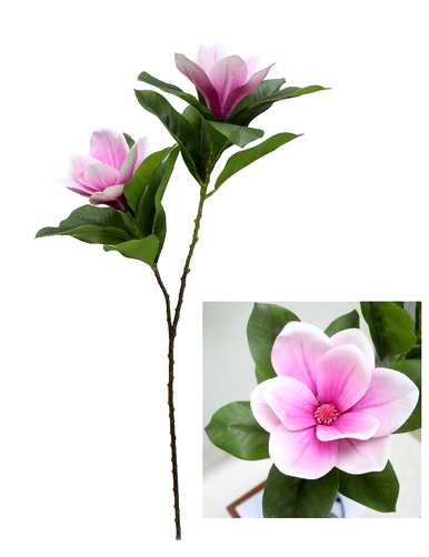 白玉兰花的寓意是什么，客厅挂玉兰花的寓意是什么？