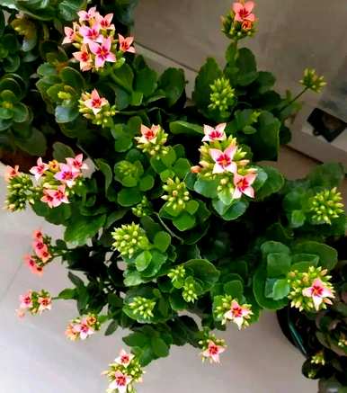 如何养好长寿花，如何养好长寿花？