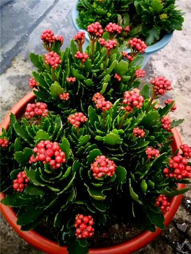 如何养好长寿花，如何养好长寿花？