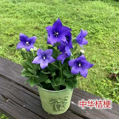 适合户外种植的花卉有哪些耐寒、耐寒的户外花卉？