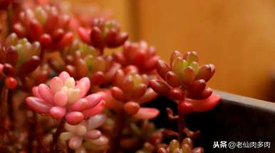 如何饲养多肉植物，如何饲养多肉植物可以晒太阳？
