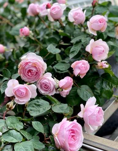 如何养月季花爆花最快，如何养月季花？