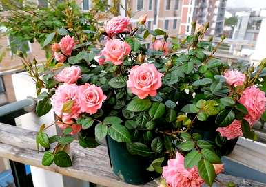 如何养月季花爆花最快，如何养月季花？