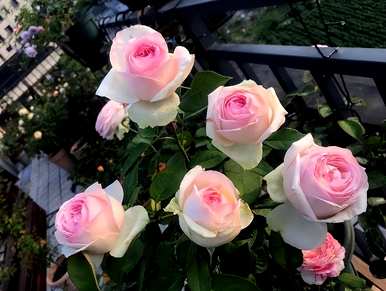 如何养月季花爆花最快，如何养月季花？