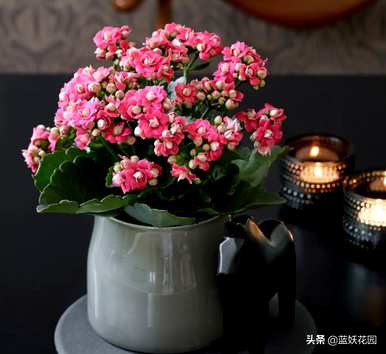 凤尾长寿花老桩怎么爆盆，长寿花怎么养才能爆盆