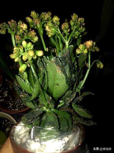 如何种植和维护长寿花，如何种植长寿花