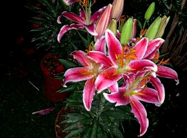 如何在温室里种植百合花？