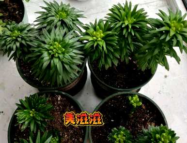 如何在温室里种植百合花？