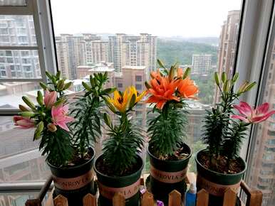 如何在温室里种植百合花？