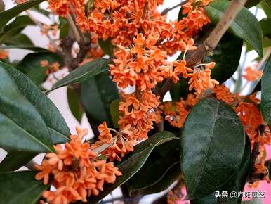 桂花树什么时候开，桂花树为什么会开黄花白花？