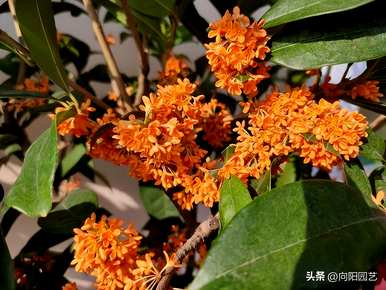 桂花树什么时候开，桂花树为什么会开黄花白花？