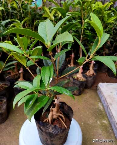 桂花树什么时候开，桂花树为什么会开黄花白花？
