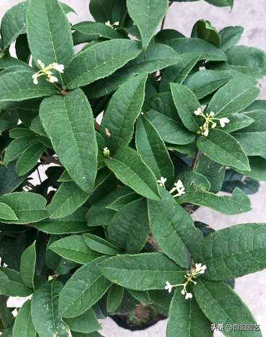 桂花树什么时候开，桂花树为什么会开黄花白花？