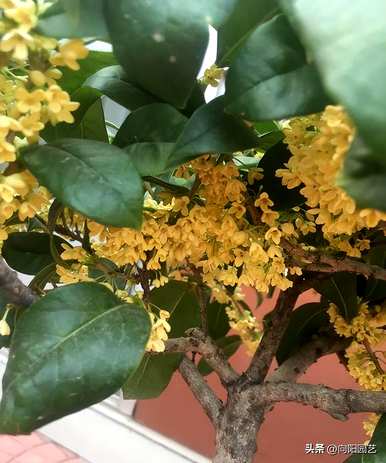 桂花树什么时候开，桂花树为什么会开黄花白花？